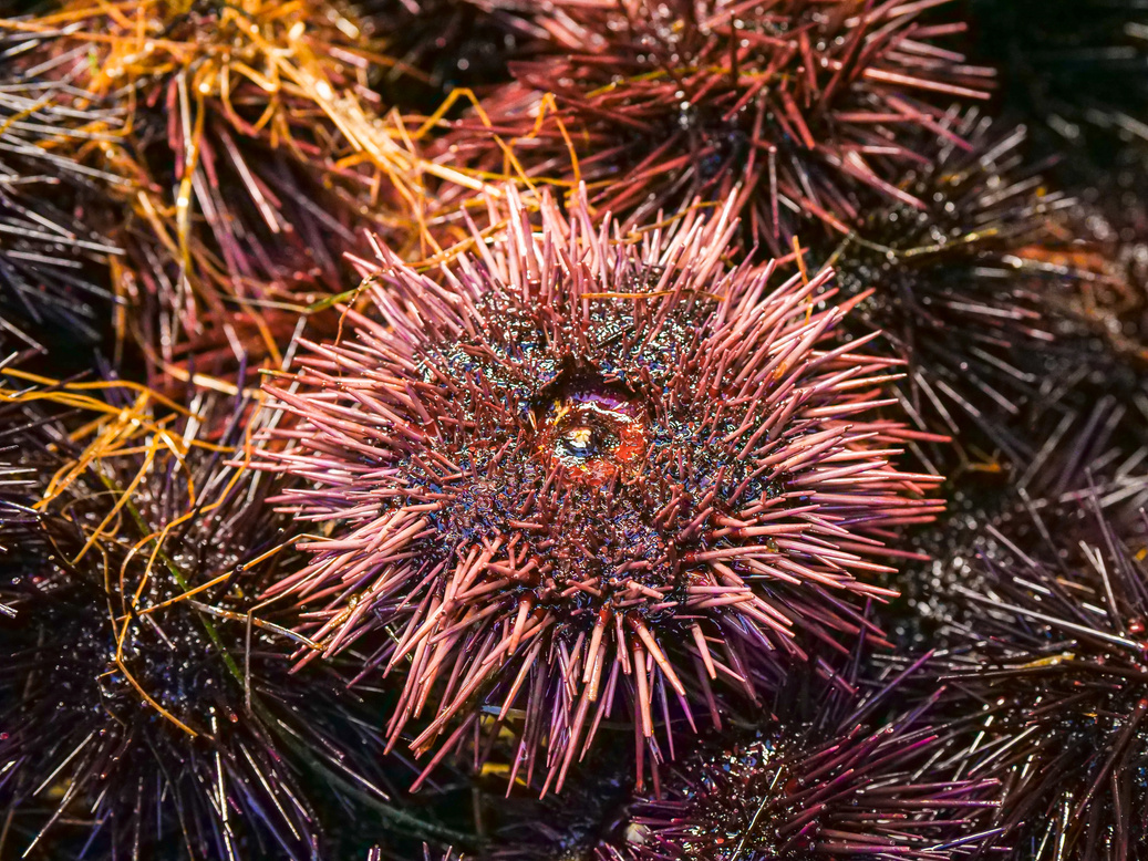 Sea Urchin in Close Up Shot